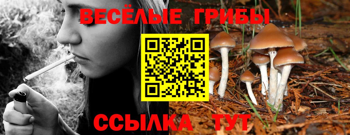 Галлюциногенные грибы Psilocybe Майкоп